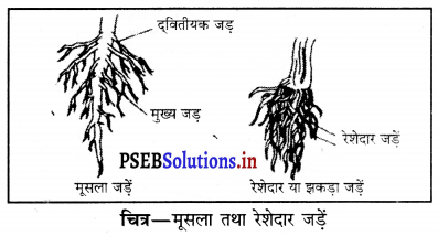 PSEB 6th Class Science Solutions Chapter 7 पौधों को जानिए 4