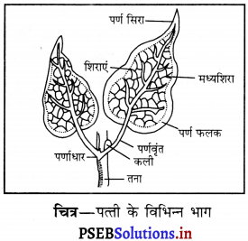 PSEB 6th Class Science Solutions Chapter 7 पौधों को जानिए 5