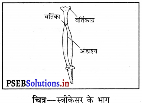 PSEB 6th Class Science Solutions Chapter 7 पौधों को जानिए 6