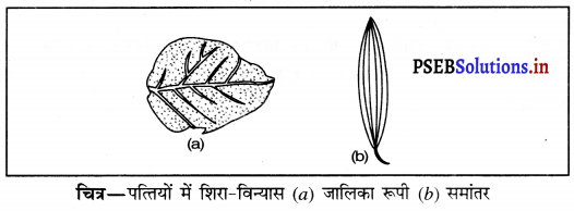 PSEB 6th Class Science Solutions Chapter 7 पौधों को जानिए 8