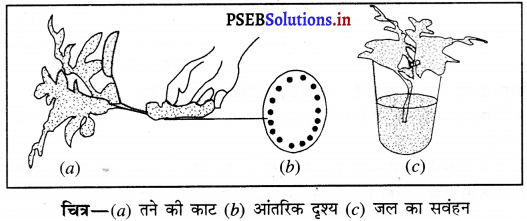 PSEB 6th Class Science Solutions Chapter 7 पौधों को जानिए 9