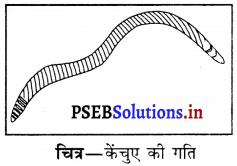 PSEB 6th Class Science Solutions Chapter 8 शरीर मे गति 10