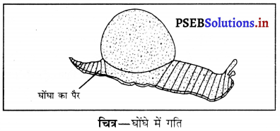 PSEB 6th Class Science Solutions Chapter 8 शरीर मे गति 11