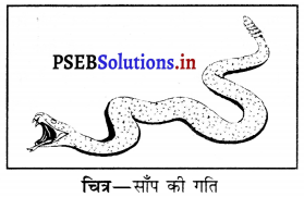 PSEB 6th Class Science Solutions Chapter 8 शरीर मे गति 12