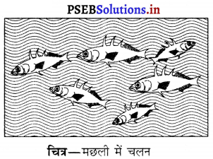 PSEB 6th Class Science Solutions Chapter 8 शरीर मे गति 13
