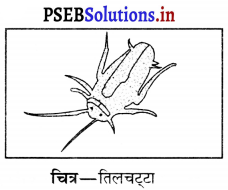 PSEB 6th Class Science Solutions Chapter 8 शरीर मे गति 14