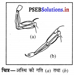 PSEB 6th Class Science Solutions Chapter 8 शरीर मे गति 15