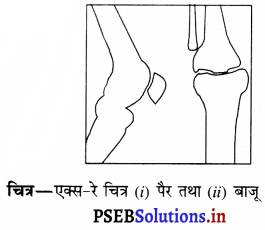 PSEB 6th Class Science Solutions Chapter 8 शरीर मे गति 2