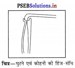 PSEB 6th Class Science Solutions Chapter 8 शरीर मे गति 4