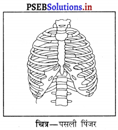 PSEB 6th Class Science Solutions Chapter 8 शरीर मे गति 5
