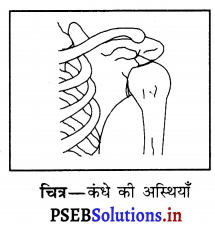 PSEB 6th Class Science Solutions Chapter 8 शरीर मे गति 7