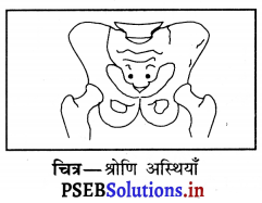 PSEB 6th Class Science Solutions Chapter 8 शरीर मे गति 8