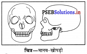 PSEB 6th Class Science Solutions Chapter 8 शरीर मे गति 9