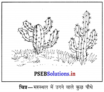 PSEB 6th Class Science Solutions Chapter 9 सजीव और उनका परिवेश 1