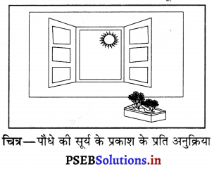 PSEB 6th Class Science Solutions Chapter 9 सजीव और उनका परिवेश 9