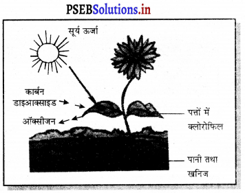 PSEB 7th Class Science Solutions Chapter 1 पादपों में पोषण 1