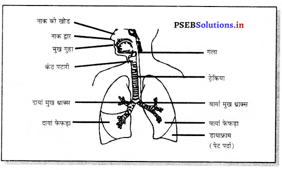 PSEB 7th Class Science Solutions Chapter 10 जीवों में श्वसन 1