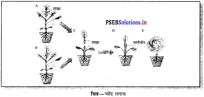 PSEB 7th Class Science Solutions Chapter 12 पौधों में प्रजनन – PSEB ...