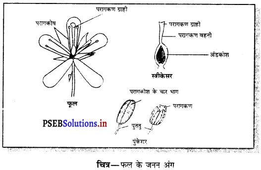 PSEB 7th Class Science Solutions Chapter 12 पौधों में प्रजनन 11