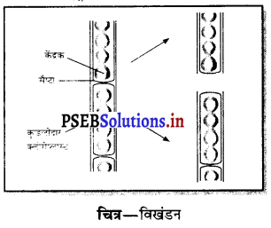 PSEB 7th Class Science Solutions Chapter 12 पौधों में प्रजनन 3