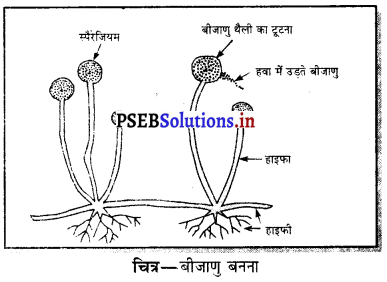 PSEB 7th Class Science Solutions Chapter 12 पौधों में प्रजनन 4