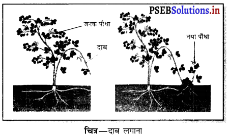 PSEB 7th Class Science Solutions Chapter 12 पौधों में प्रजनन 6