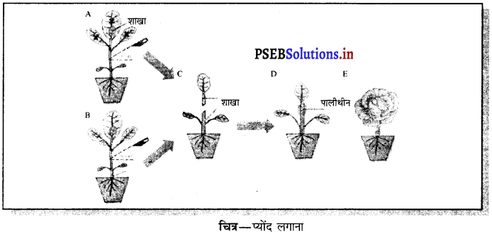 PSEB 7th Class Science Solutions Chapter 12 पौधों में प्रजनन 7