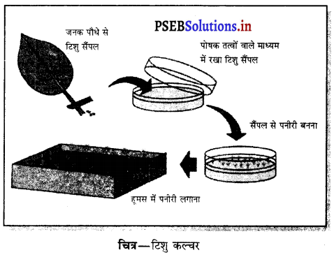 PSEB 7th Class Science Solutions Chapter 12 पौधों में प्रजनन 8