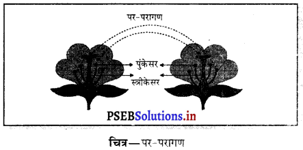 PSEB 7th Class Science Solutions Chapter 12 पौधों में प्रजनन 9