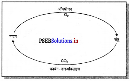 PSEB 7th Class Science Solutions Chapter 17 वन हमारी जीवन रेखा 1
