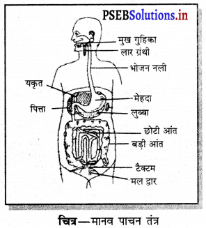 PSEB 7th Class Science Solutions Chapter 2 जंतुओं में पोषण 6