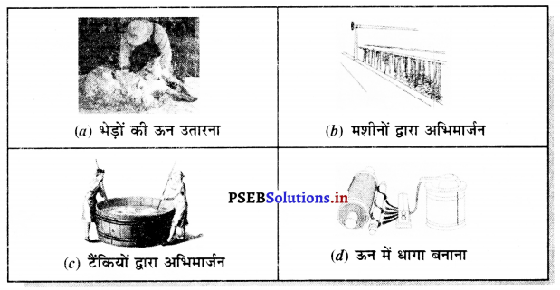 PSEB 7th Class Science Solutions Chapter 3 रेशों से वस्त्र तक 3