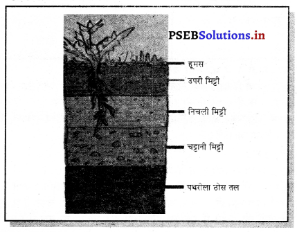 PSEB 7th Class Science Solutions Chapter 9 मृदा – PSEB Solutions