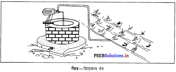 PSEB 8th Class Science Solutions Chapter 1 फसल उत्पादन एवं प्रबंध 1