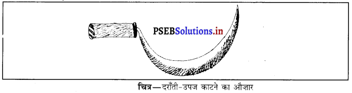 PSEB 8th Class Science Solutions Chapter 1 फसल उत्पादन एवं प्रबंध 11