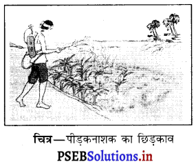 PSEB 8th Class Science Solutions Chapter 1 फसल उत्पादन एवं प्रबंध 8