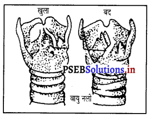 PSEB 8th Class Science Solutions Chapter 13 ध्वनि 4