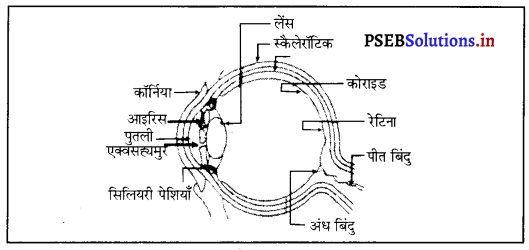 PSEB 8th Class Science Solutions Chapter 16 प्रकाश 3