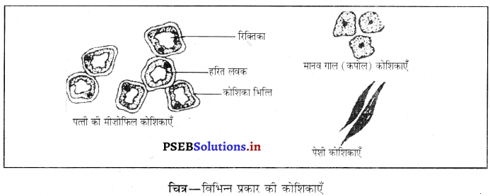 PSEB 8th Class Science Solutions Chapter 8 कोशिका – संरचना एवं प्रकार्य ...