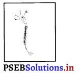 PSEB 8th Class Science Solutions Chapter 8 कोशिका - संरचना एवं प्रकार्य 1
