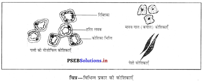 PSEB 8th Class Science Solutions Chapter 8 कोशिका - संरचना एवं प्रकार्य 7