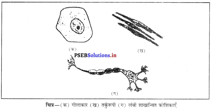 PSEB 8th Class Science Solutions Chapter 8 कोशिका - संरचना एवं प्रकार्य 9