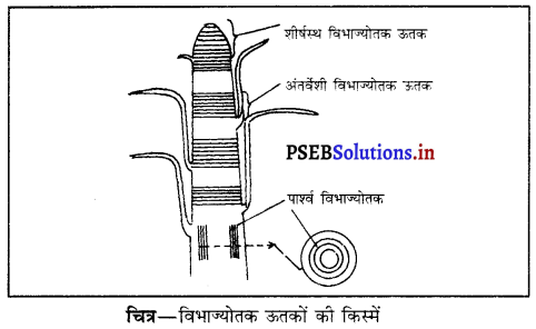 PSEB 9th Class Science Important Questions Chapter 6 ऊतक 1
