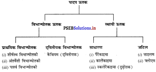 PSEB 9th Class Science Important Questions Chapter 6 ऊतक 11