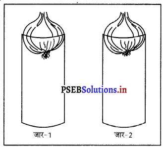 PSEB 9th Class Science Important Questions Chapter 6 ऊतक 12