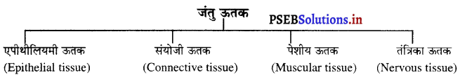 PSEB 9th Class Science Important Questions Chapter 6 ऊतक 13