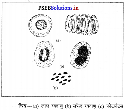 PSEB 9th Class Science Important Questions Chapter 6 ऊतक 14