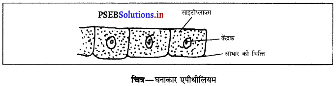 PSEB 9th Class Science Important Questions Chapter 6 ऊतक 19