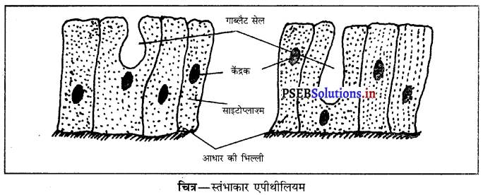 PSEB 9th Class Science Important Questions Chapter 6 ऊतक 20