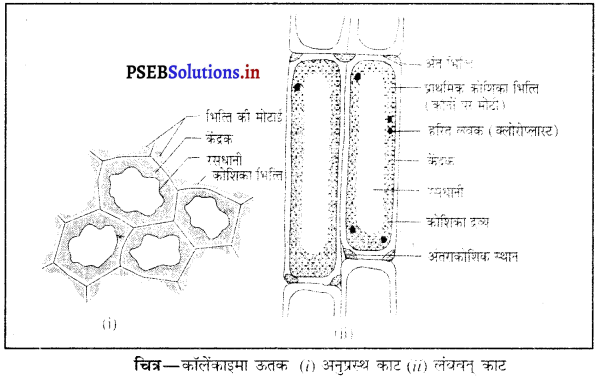 PSEB 9th Class Science Important Questions Chapter 6 ऊतक 3
